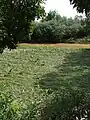 Nach Überschwemmung trockengefallene Wiese. Nach einem Gewitter ist der Fluss noch getrübt von mitgeführter Erde.