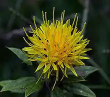 Färberdistel