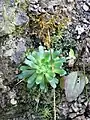 Safrangelber Steinbrech (Saxifraga mutata)