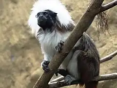 Lisztaffe (Saguinus oedipus)