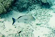 Adulter Grauflossen-Grunzer bei Bonaire