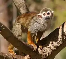 Der Gewöhnliche Totenkopfaffe besitzt eine über den Augen spitzbogige („gotische“) weiße Gesichtsmaske.