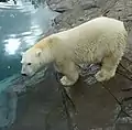 Eisbär (Ursus maritimus)