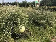 Sakurajima-Daikonfeldwegrand 2018