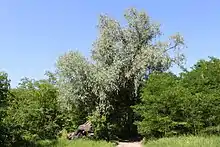 2003 Weiden
