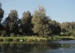 Silberweiden an der Aare