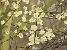 Salweide Zweige eines männlichen Baumes