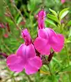 ‚Coronado Pink‘