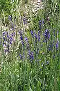 Wiesensalbei am Kordigast