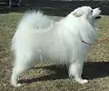 Samojede