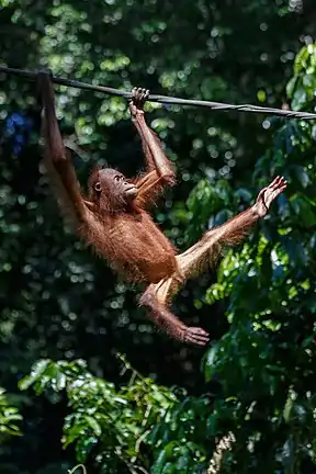 Orang-Utan auf dem Weg zur Futterstation