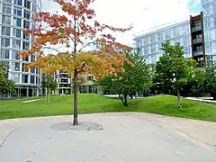 Junge Bäume in hügeliger Landschaft