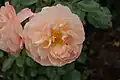 ‘Sangerhäuser Jubiläumsrose’, Kordes, 2003