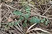 Kleiner Wiesenknopf (auch als Gemüse oder Gewürz) (seltener Großer Wiesenknopf)