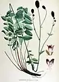 Illustration aus Flora Batava von Jan Kop