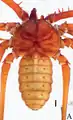 Sarax timorensis
