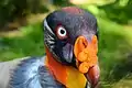 Königsgeier im Weltvogelpark Walsrode