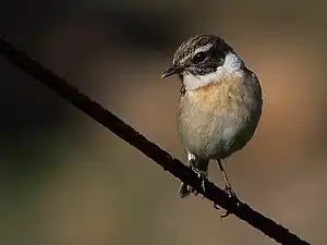 Kanarenschmätzer (Saxicola dacotiae)