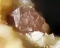 Sazykinait-(Y), Koaschwa