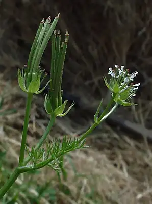 Scandix pecten-veneris