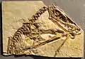 Langschwanzflugsaurier Scaphognathus crassirostris
