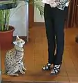 Scarlett’s Magic, war mit einer Schulterhöhe von rund 45 cm eine Zeit lang die größte Hauskatze der Welt (gemäß Guinnessbuch der Rekorde)