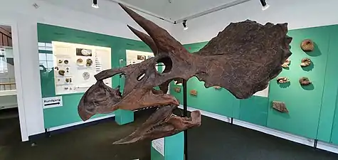 Schädel eines Triceratops