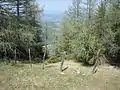 Nordlift: Trasse