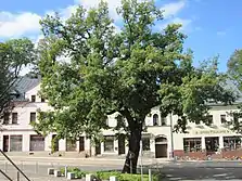 Wappeneiche 2014