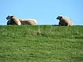 Haseldorfer Schafe