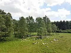 Schafherde in der Wentorfer Lohe