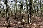 Grabhügel in der Gruppe II