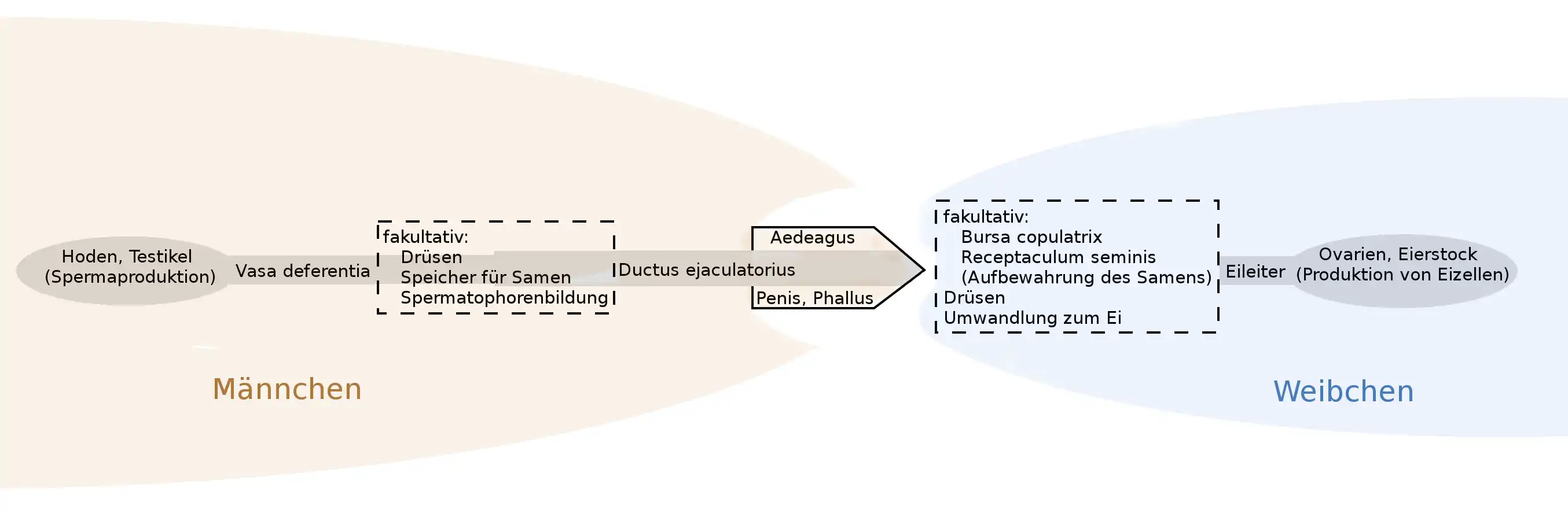 Abb. 3: Schema zum Spermatransport bei der Begattung höherer Insekten