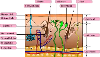 Aufbau der weiblichen Haut (Vulva) mit ihren Hautanhangsgebilden; die Anhangsgebilde sind unterschiedlich über die jeweiligen anatomischen Strukturen verteilt