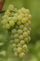 Scheurebe