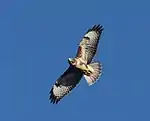 Flugbild Mäusebussard