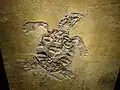 Meeresschildkröte Eurysternidae, Bauchseite, juvenil