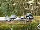 Schildkröten