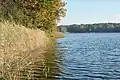 Schilf. Blick nach Osten