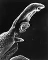 Makroaufnahme des Parasiten, der Schistosomiase hervorruft