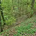 Waldklinge im Ohrntalhang