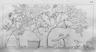 19. Äpfelbrechen (H&nbsp;I).