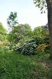 Partie im Landschaftsgarten
