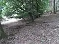 Weg parallel Bach