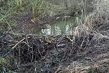 Biberdamm an der Schmida
