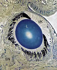 Semidünnschnitt durch das Auge einer Weinbergschnecke. VK&nbsp;vordere Kammer, L&nbsp;Linse in der hinteren Kammer, R&nbsp;Retina, SN&nbsp;Sehnerv (Toluidinblau, Phasenkontrast)
