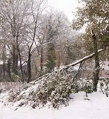 Unter Schneelast zerbrochene Eiche (Münsterländer Schneechaos 2005)