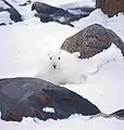 Schneeschuhhase im Winterfell