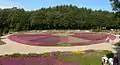 Heide im Rondell im Heidegarten
