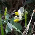 Waldmyrte
